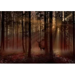 Fototapeta - Mistyczny las - pierwszy wariant