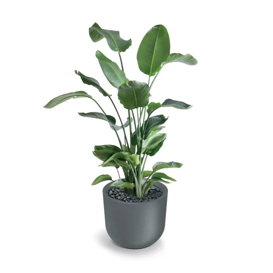 Donica TMRO60H Molta Round High - Zdjęcie 3