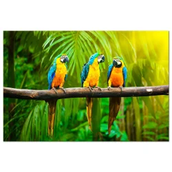Obraz - Papugowe trio (1-częściowy) szeroki