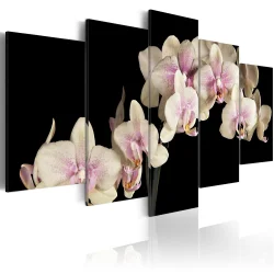 Obraz - Orchidea na kontrastującym tle