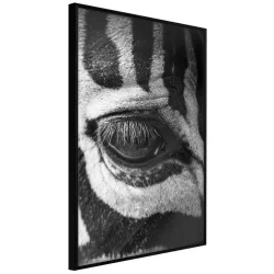 Plakat w ramie - Zebra Cię obserwuje