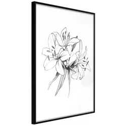 Plakat w ramie - Szkic lilii