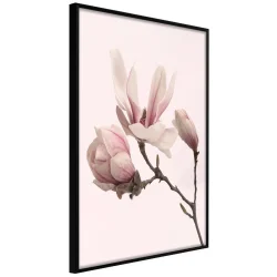 Plakat w ramie - Kwitnące magnolie II