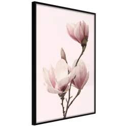 Plakat w ramie - Kwitnące magnolie III