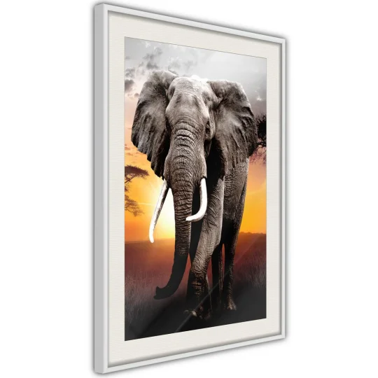 Plakat w ramie - Majestatyczny słoń