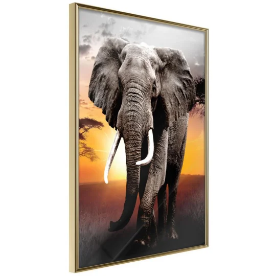 Plakat w ramie - Majestatyczny słoń
