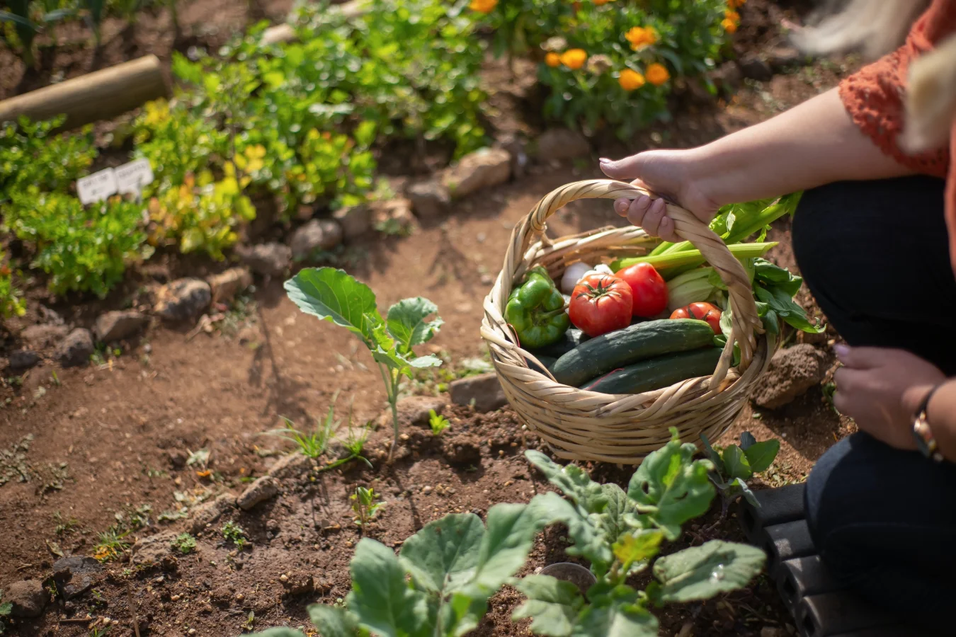 W ogrodzie greckim ważny jest kącik do uprawy warzyw.