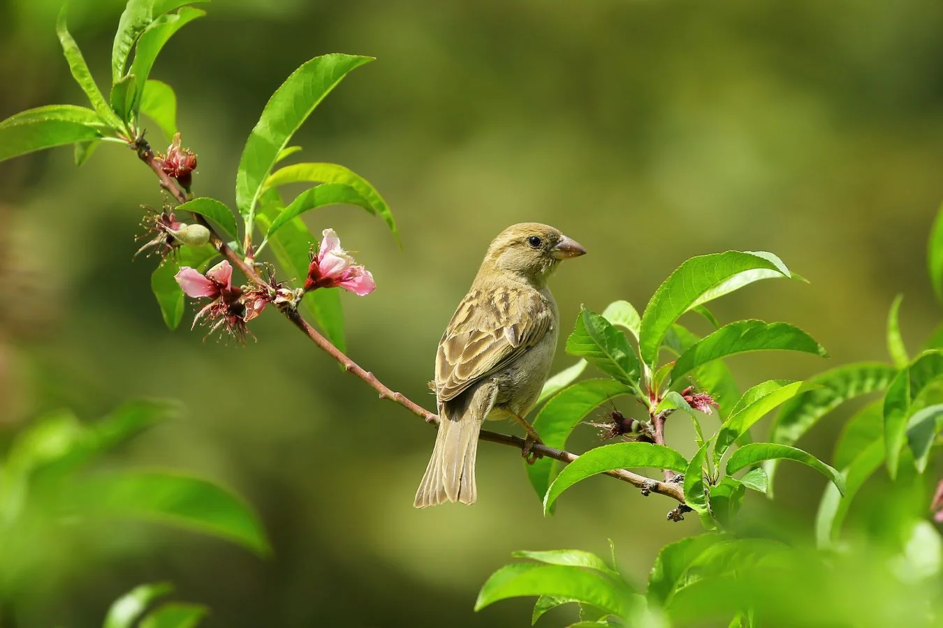 Charakterystyczną cechą dla ogrodów obsadzonych drzewami jest obecność ptaków.