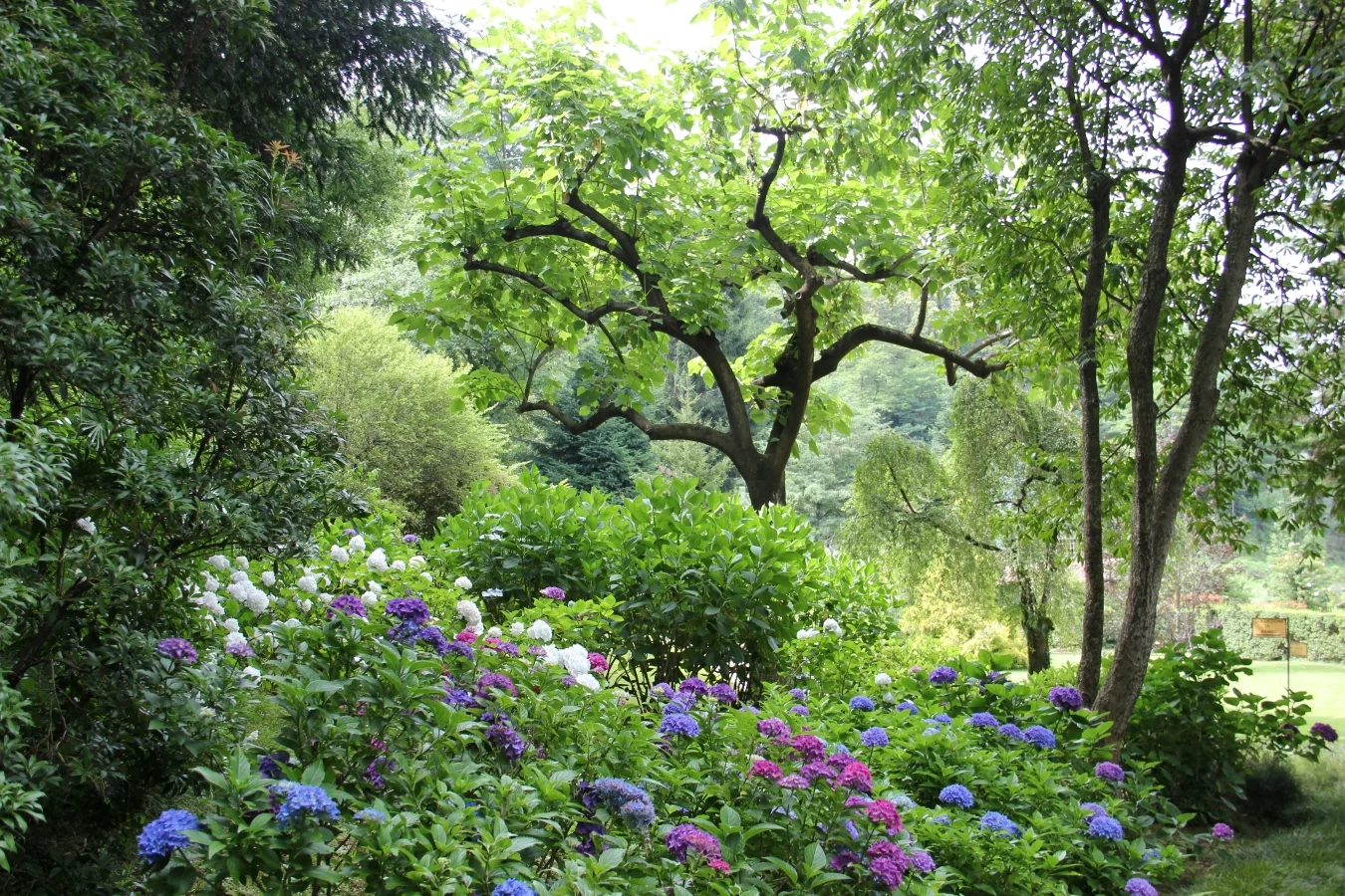 W nowoczesnym ogrodzie naturalistycznym dzikie rośliny powinny stanowić większość.