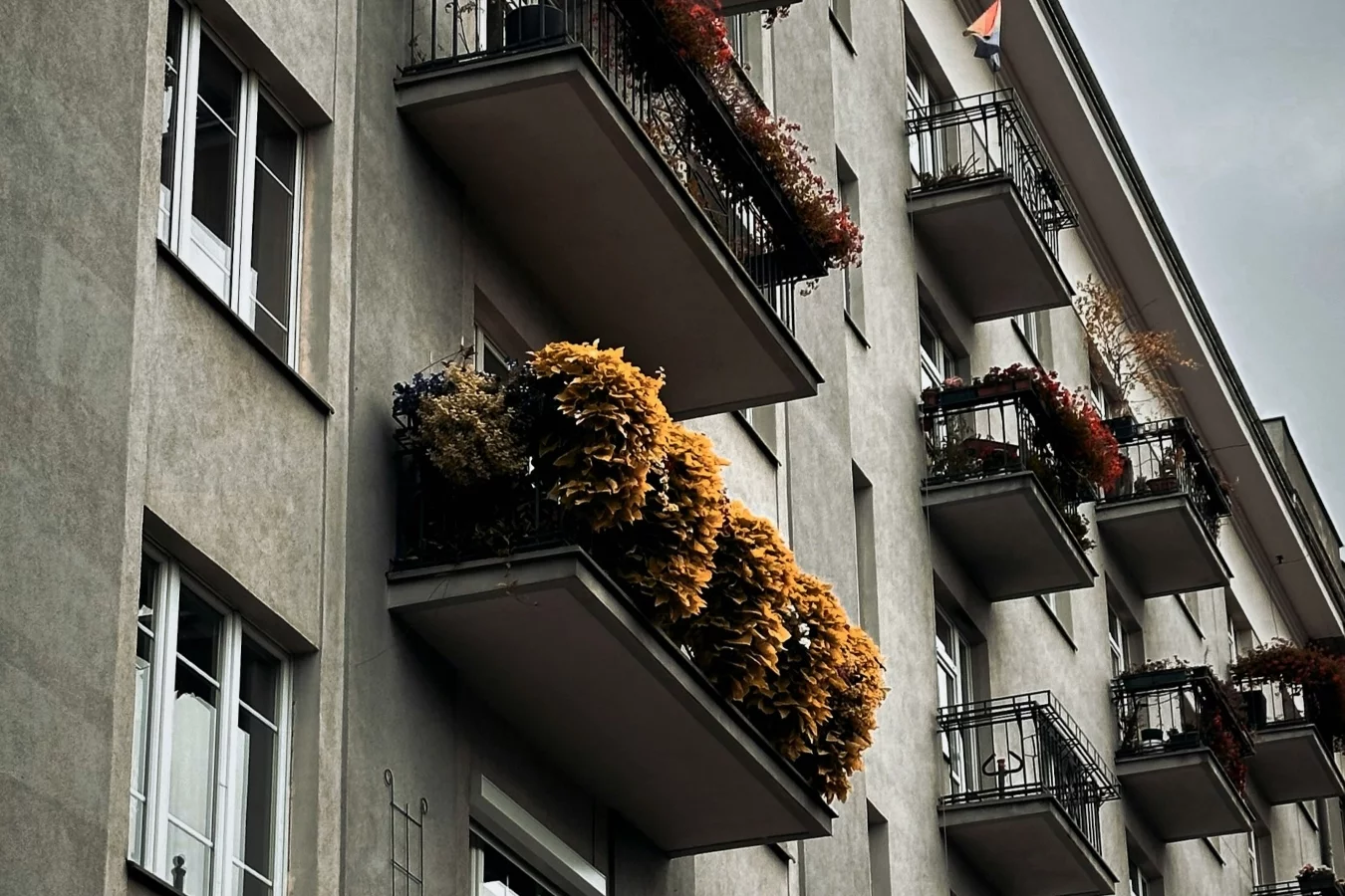 Żółte liście rozjaśnią wszechobecną szarugę.