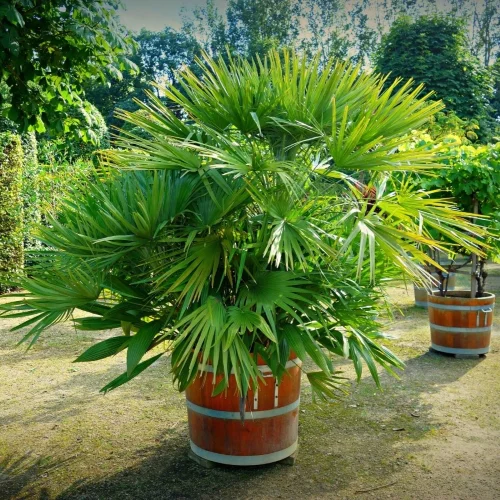 Rodzaje palm doniczkowych i ich uprawa